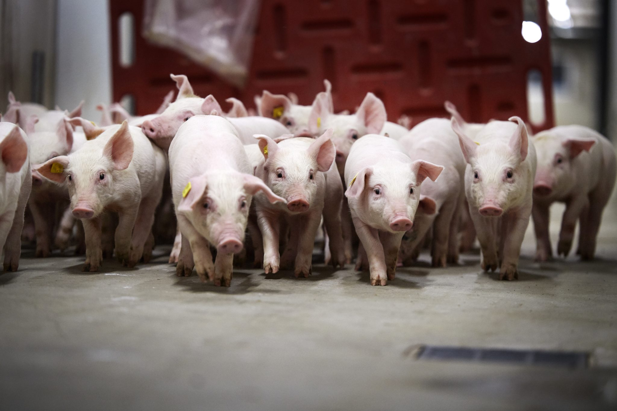Danish breeding pigs aid in the reestablishment of healthy herds