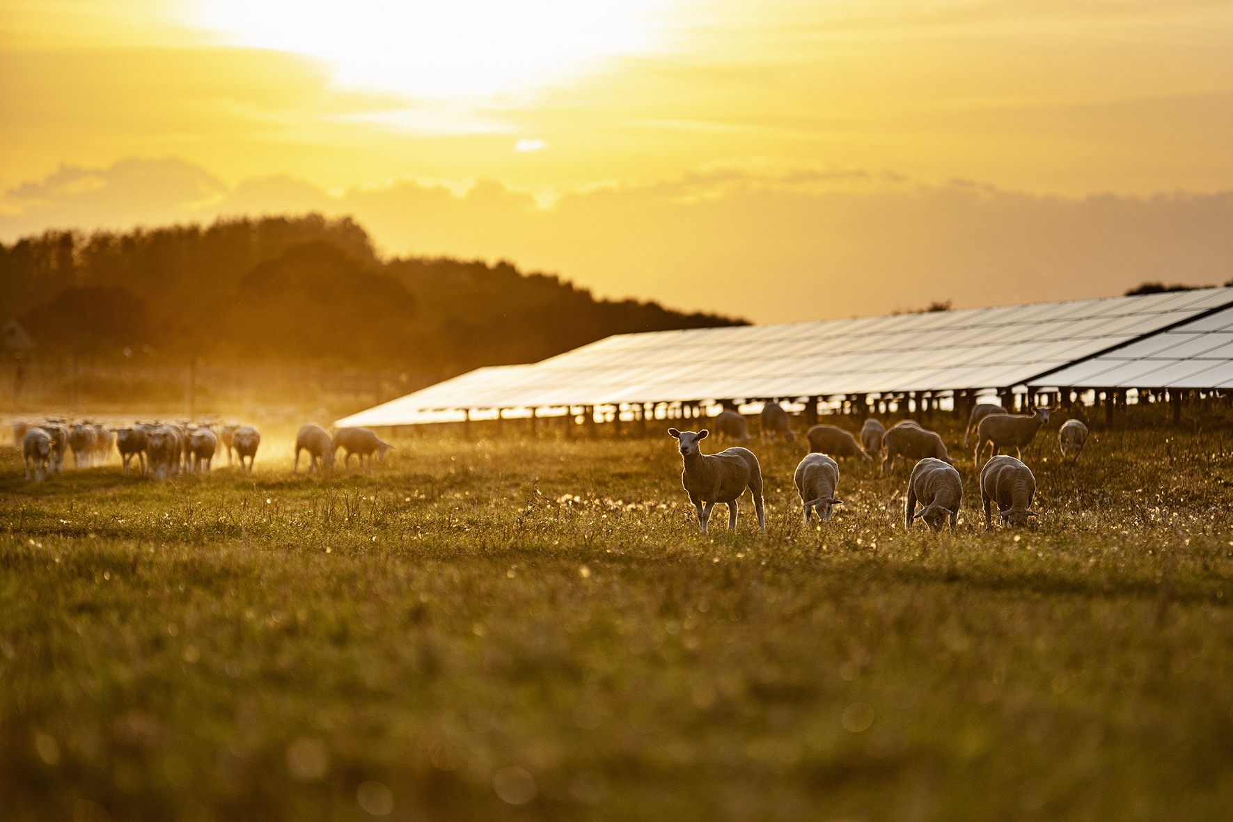 toms-and-better-energy-enter-a-power-purchase-agreement-that