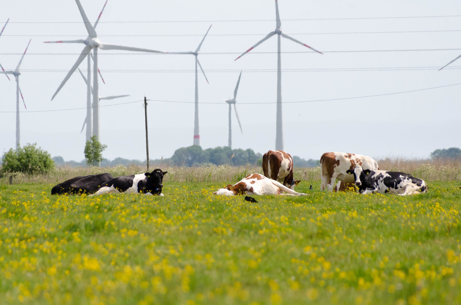 cow field windmill