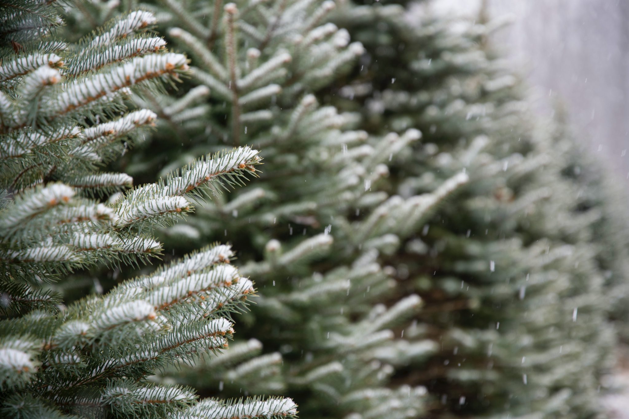 Rising export value of Christmas trees & greenery
